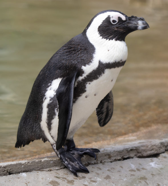  African Penguin