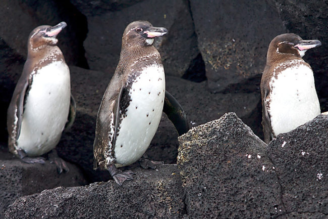 Galapagos Penguin