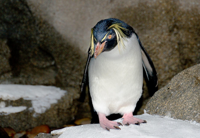 Northern Rockhopper Penguin