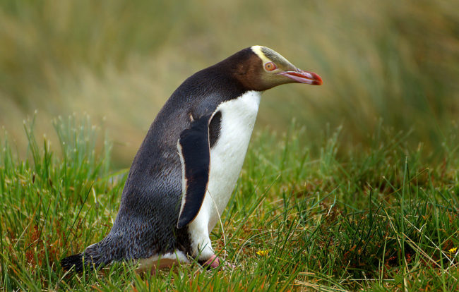 Yellow-Eyed Penguin