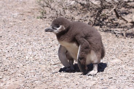 Magellanic penguin chick