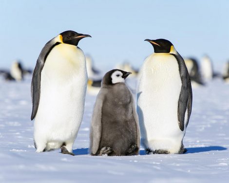 Emperor penguin couple and chick