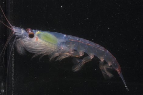 Krill a small crustacean species that fall in the diet list of penguins