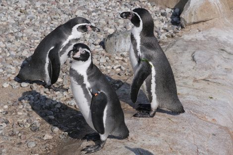 Smart Penguins Steal Rocks from Other Penguins