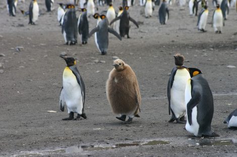 Emperor penguins and chick