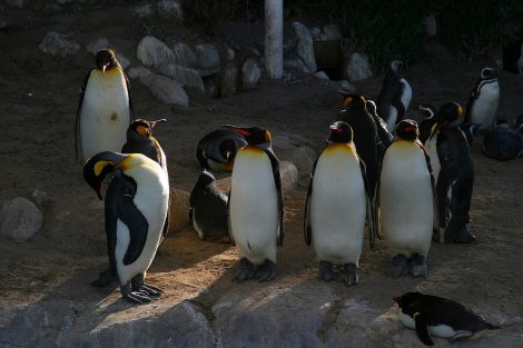 King penguins and African penguins