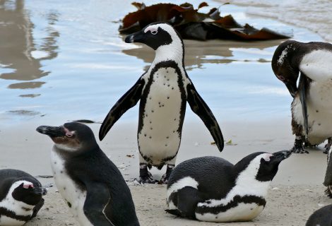 African penguins in various positions