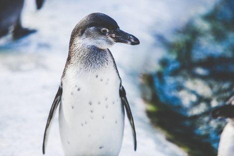 Penguins Adapted to Antarctica Can’t Survive in Alaska