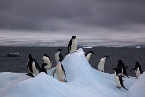 are there penguins in alaska?