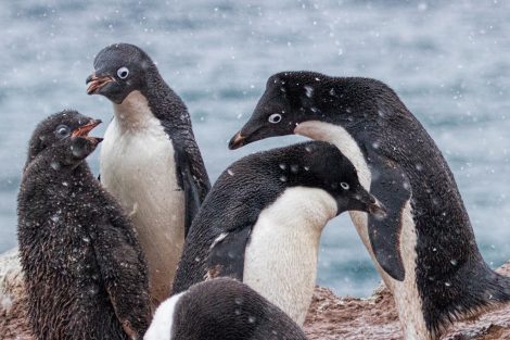 Adelie penguin group