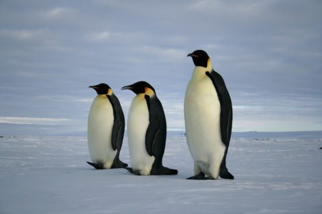 Emperor penguins