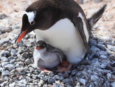 Gentoo penguin and chick