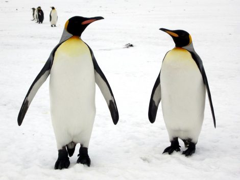 King penguins