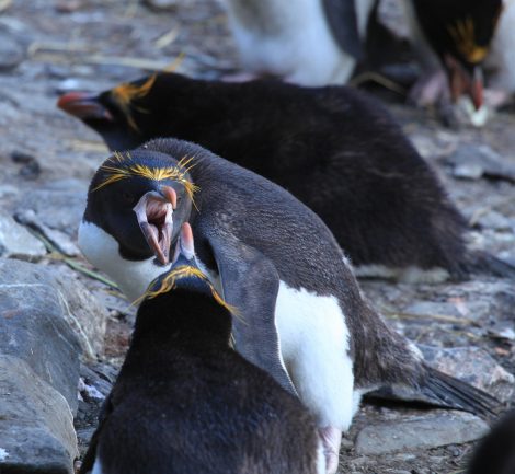 Macaroni penguins