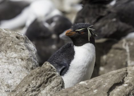 Rockhopper penguin