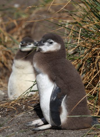 Magellanic chicks