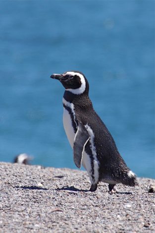 Magellanic penguin in Peninsula Valdes Argentina