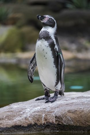 Humboldt penguin