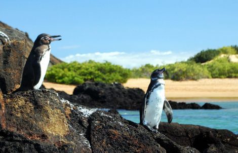 Galapagos penguins in Galapagos Island