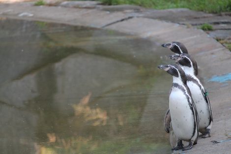 Humboldt penguins in the zoo