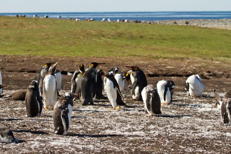 King penguins in Falkland Island