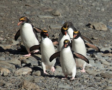 Macaroni Penguins at Cooper Bay, South Georgia