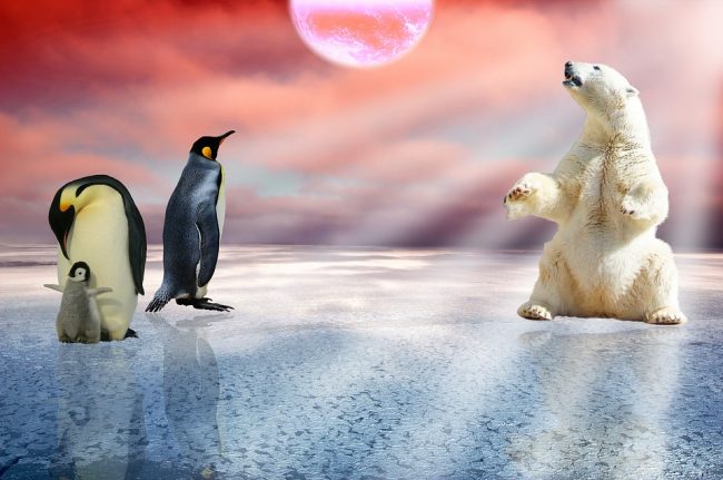 A beautiful but a false picture as both penguins and polar bear being in the same icy place