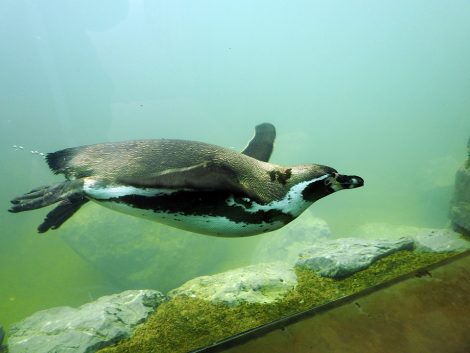 Humboldt penguin dive in the water