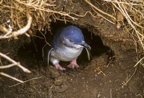 Little Penguin