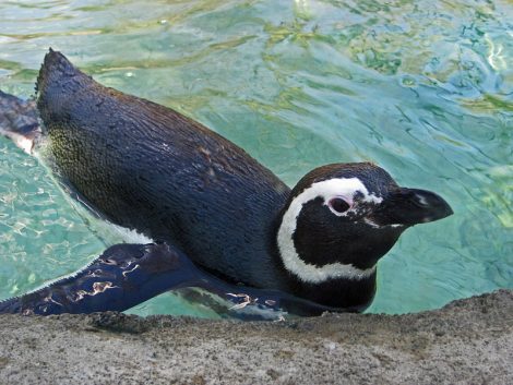 Magellanic Penguin