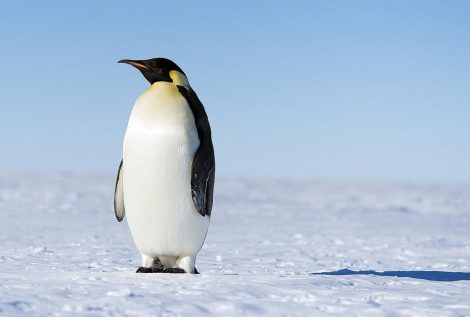 Emperor penguin