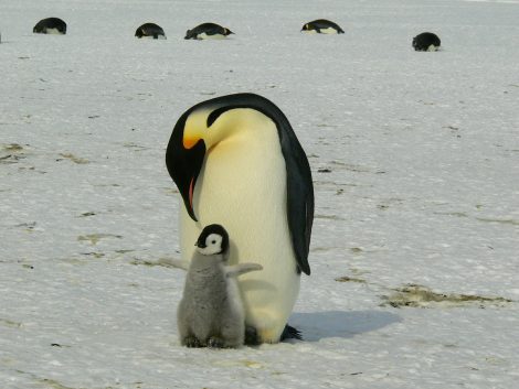 Blubber Helps Penguins To Survive Harsh Antarctic Weather