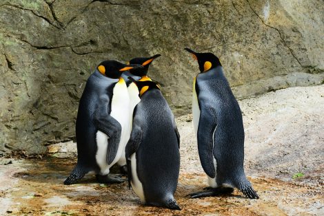 Penguins Have A Layer of Blubber Under Their Feathers