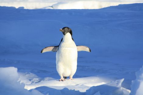 Penguins Have Short Legs Tucked Close to their Body