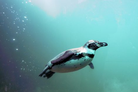 Penguins Use Their Legs to Swim Efficiently