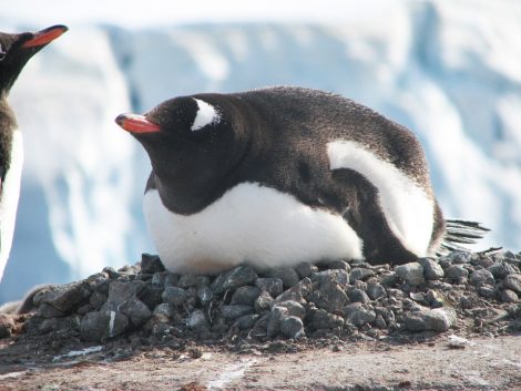 Gentoo penguin on stone nest