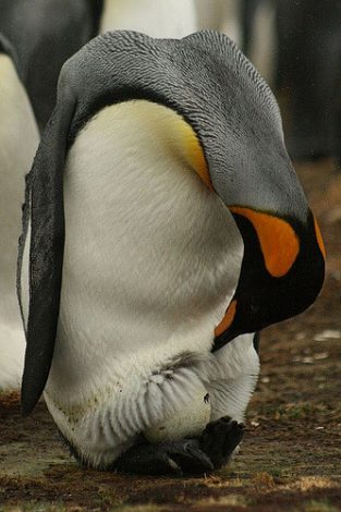 King penguin and egg