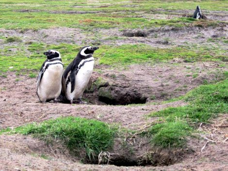 Magellanic penguins and burrows