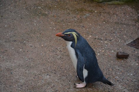 Penguin with Tail