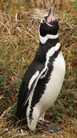 penguins mouth