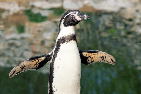 Penguins Spread Their Flippers to Regulate Body Temperature