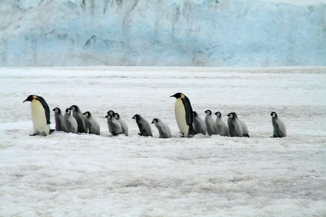 Emperor penguins and chicks