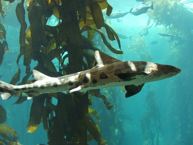 leopard sharks