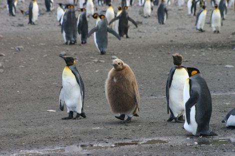 Young Emperor penguins