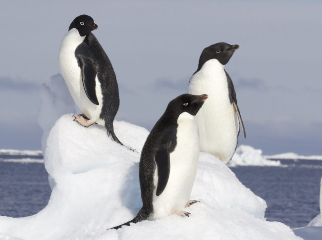 Adelie Penguin (Pygoscelis adeliae)