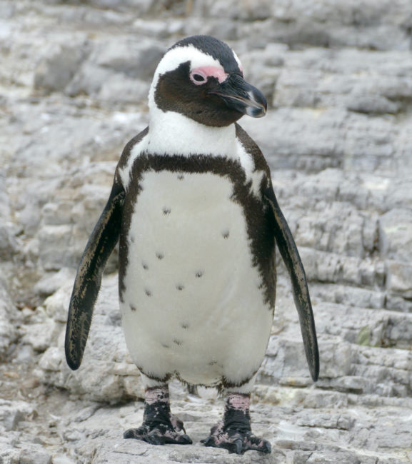 African Penguins