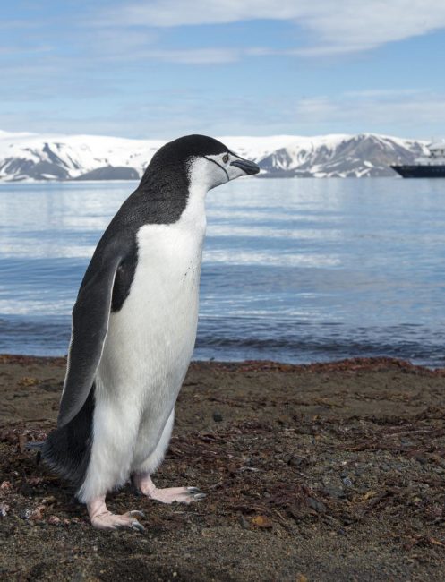 Chinstrap Penguins