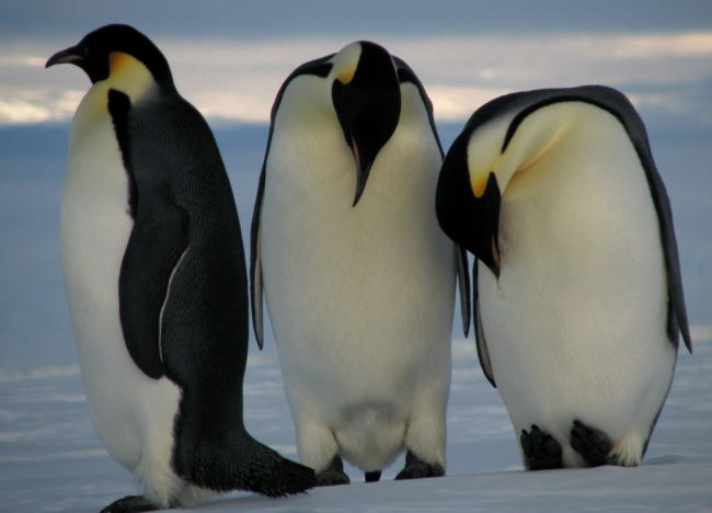 Emperor Penguin