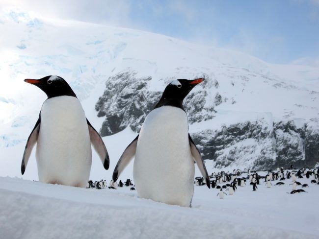 Gentoo Penguins