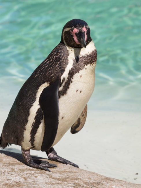 Humboldt Penguins